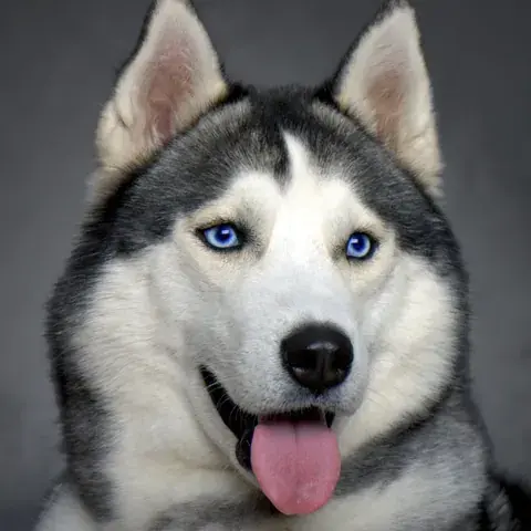 The husky's photo: blue eyes and tongue out against a plain grey backdrop