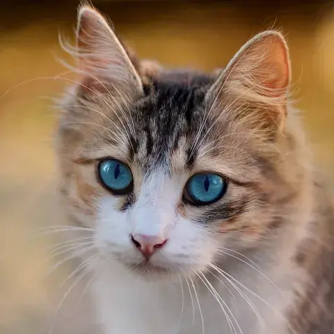 The tabby cat's photo: blue eyes and a pink nose against a softly blurred background